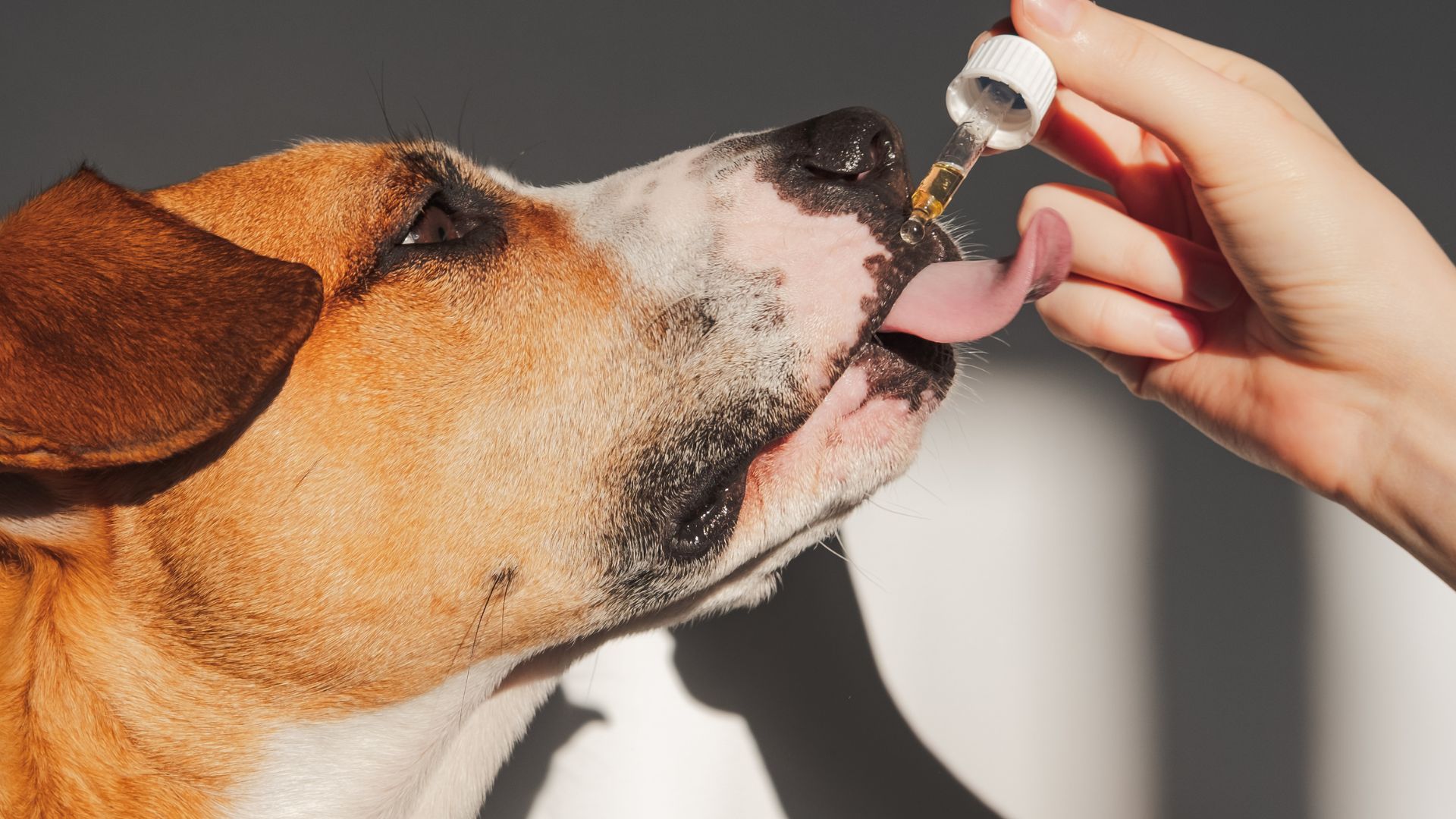 CBD for Dogs: What you Need to Know - Naturally Mignon CBD