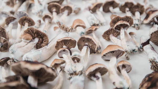 Psilocybin Mushrooms