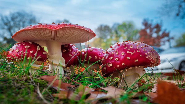 Amanita Mushrooms