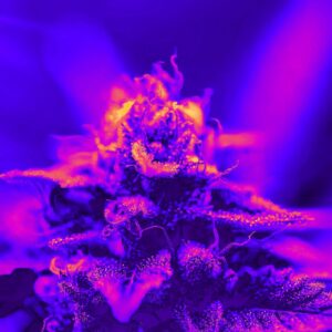 Cannabis Study