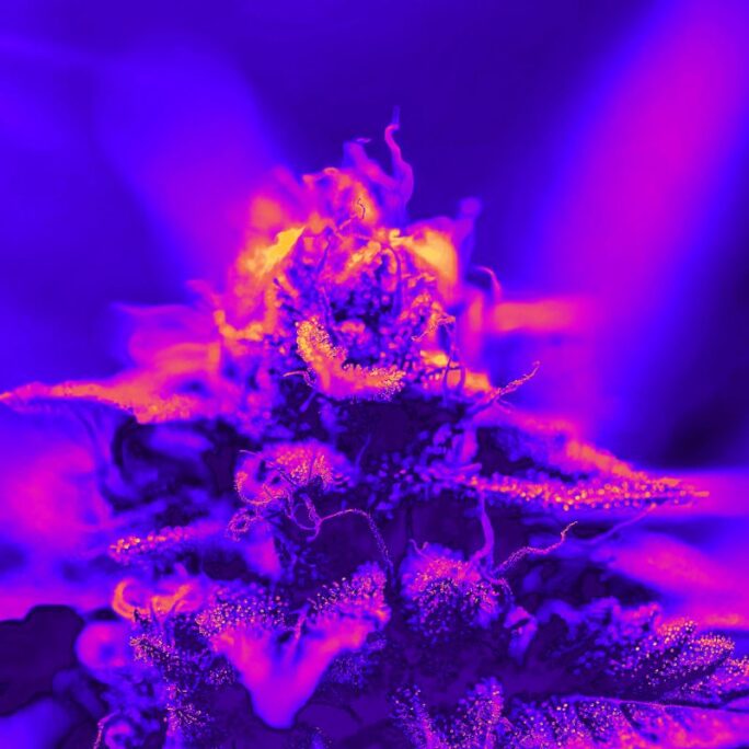 Landmark Study Finds Overwhelming Support for Medical Cannabis in Cancer Care 3 Cannabis Study