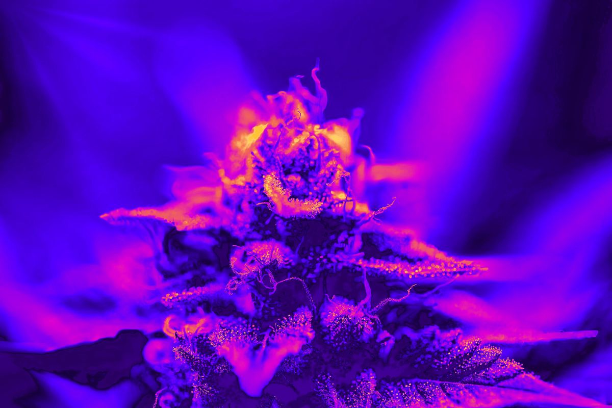 Cannabis Study
