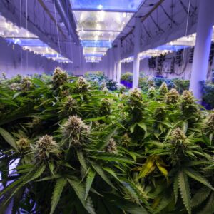 CBD and Hemp Terpenes Explained - Naturally Mignon CBD