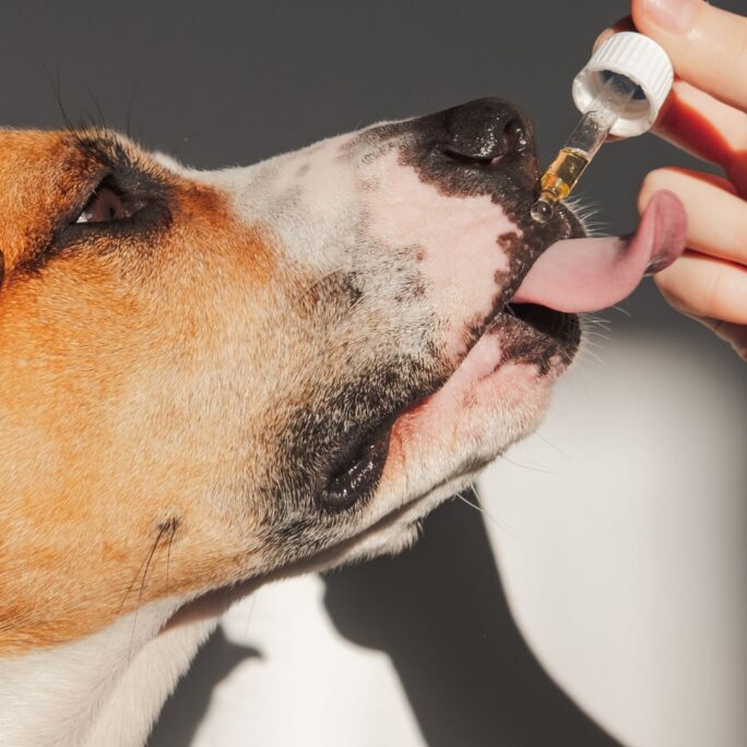 CBD for Dogs: What you Need to Know 8 CBD for Dogs: What you Need to Know - Naturally Mignon CBD