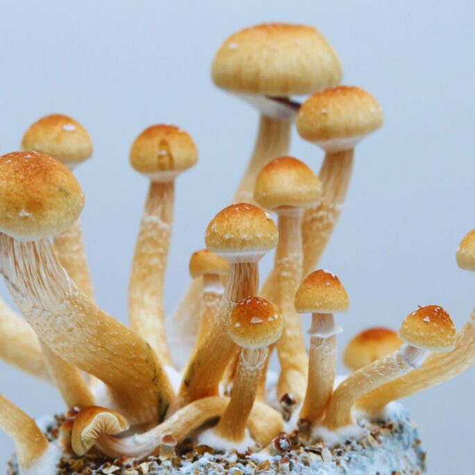 Unlocking the Healing Potential: Therapeutic Benefits of Magic Mushrooms 3 Magic Mushrooms