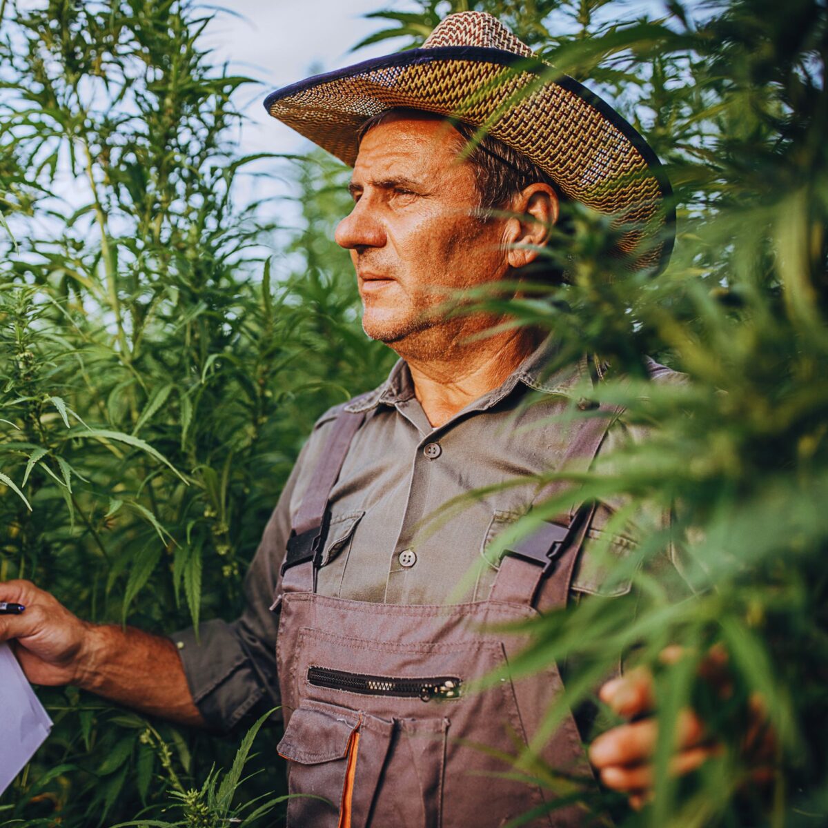 Hemp Farmer