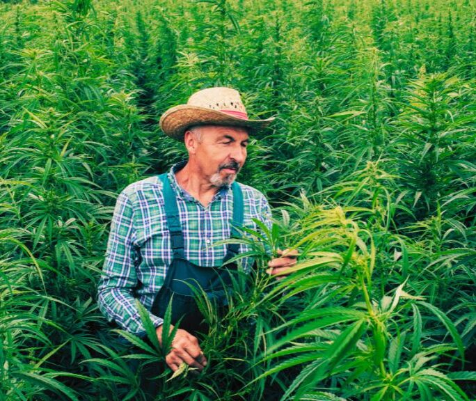 The Hemp THC Ban And What It Means For 2026 1 Hemp Farmer