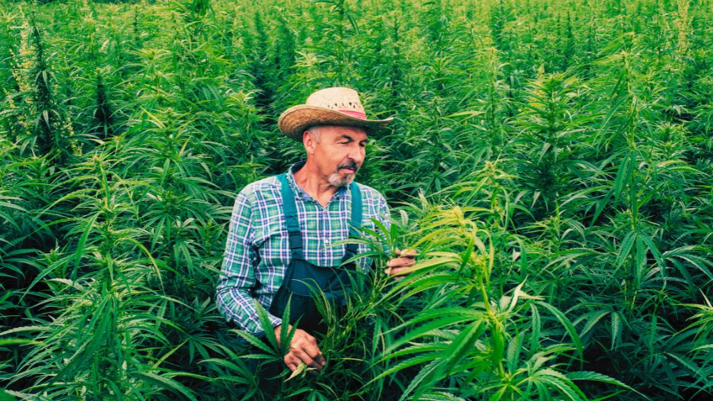 The Hemp THC Ban And What It Means For 2026